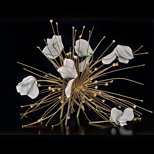 Alium and Cyclamen, 2025