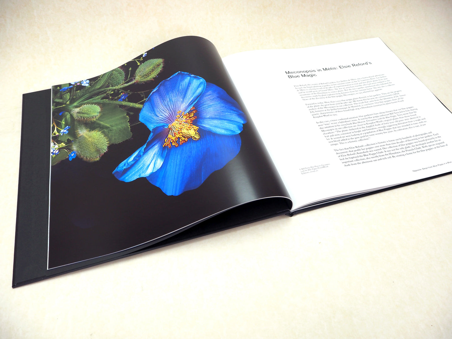 Saving the Blue Poppy from Extinction, a Centennial Celebration