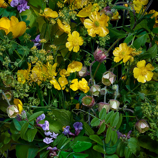 Buttercups & Other Wildflowers, 2019