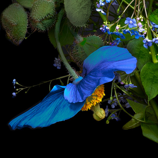 Blue Poppy & Forget-me-nots, 2019