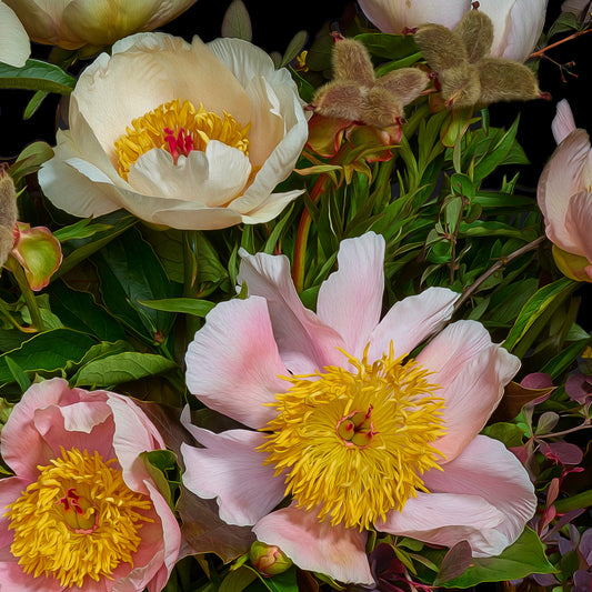 Hybrid Peonies & Barberry, 2019