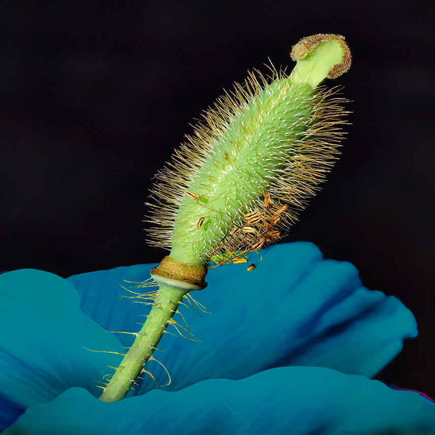 Blue Poppy Seeds and Open Pod, 2025