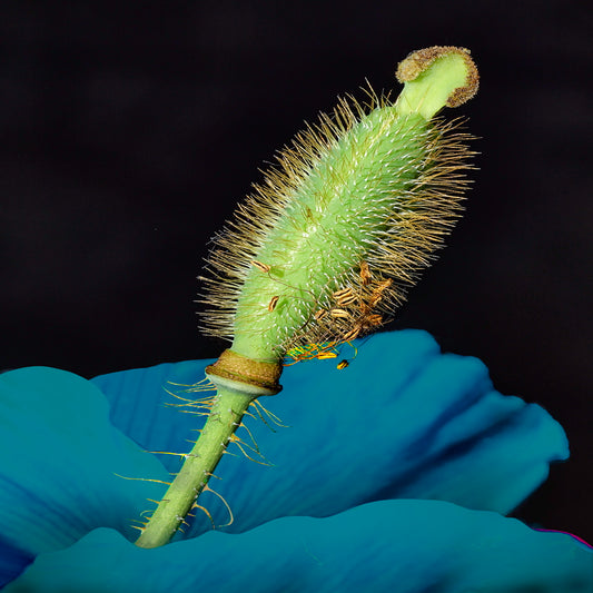 Blue Poppy Seeds and Open Pod, 2025