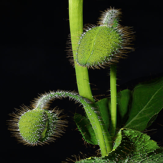 Blue Poppy Seed Pods Forming, 2025