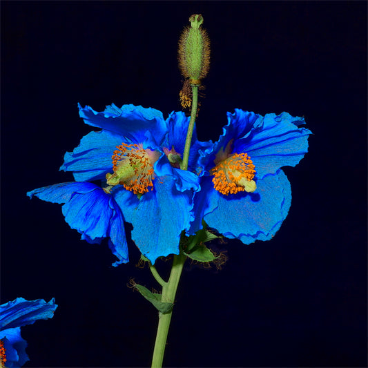 Four Blue Poppy Flowers on One Stem, 2025