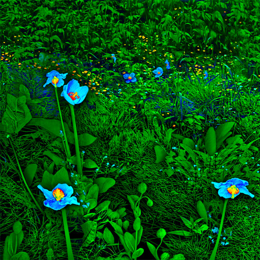 Himalayan Blue Poppy Forest, 2025