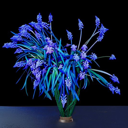 Grape Hyacinth, 2025