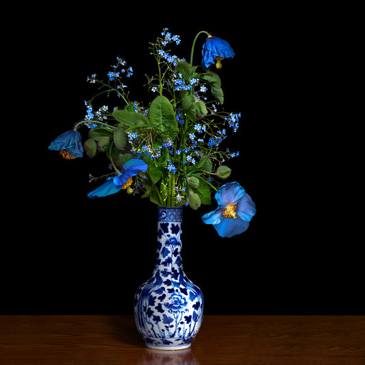 Blue Poppy in a Blue and White Chinese Vase