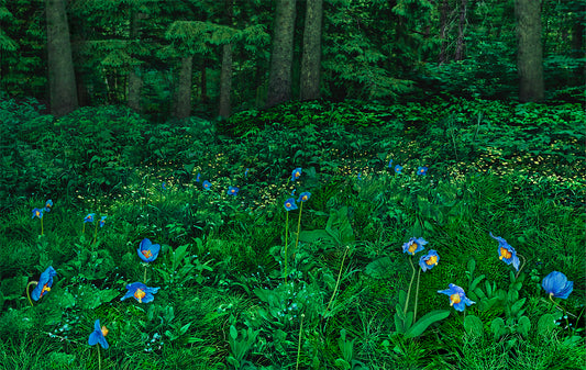 Blue Poppy Forest