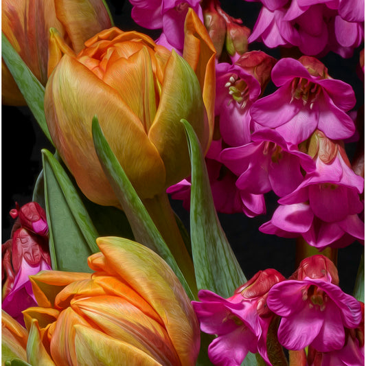 Azaleas & Tulips, 2019