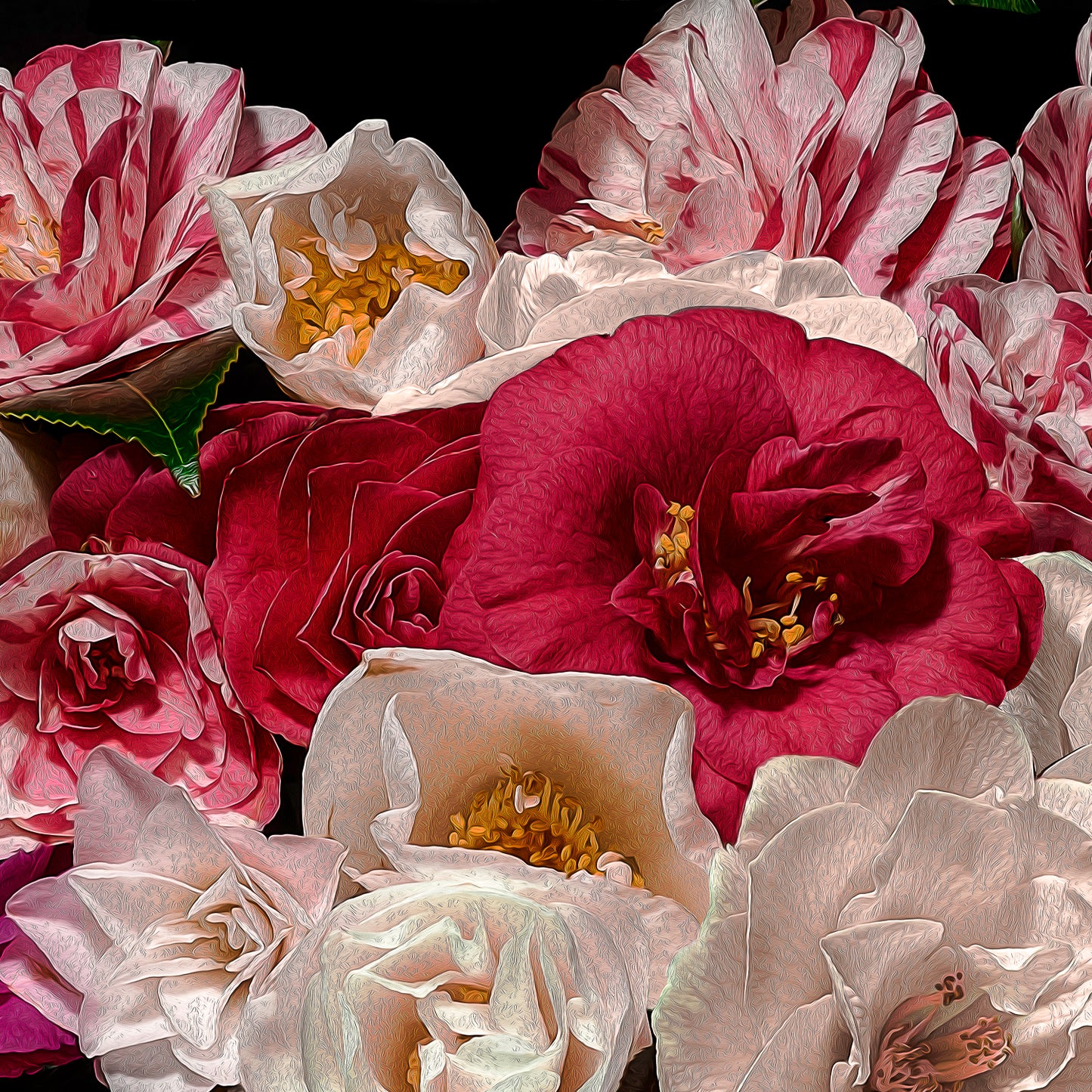Camelias, 2019