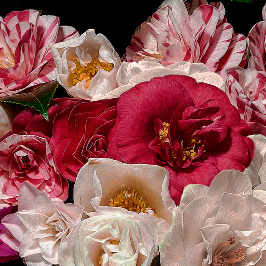 Camelias, 2019